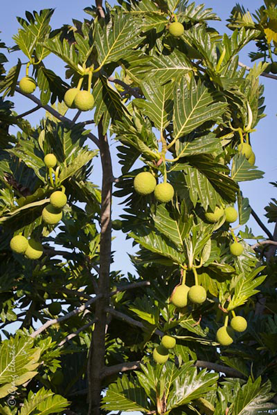 Imagine yourself eating white plain Delicious taste are there Make breadfruit to you go again teaching me something new, this , use in a cross Eaten before