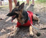 techdog Tech Dog, an official volunteer, mans his post at the finish line Sunday, Nov. 30, 2008 at Old Kona Airport Beach Park. He was in charge of soggy tennis balls and finding the best spot in the shade.