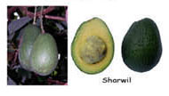 Farming with Love: Harvest avocados at the right time!