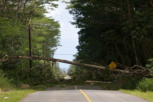 20090323_tree-down-makuu A large tree fell across Makuu Drive between 15th and 16th Avenues in Hawaiian Paradise Park.
