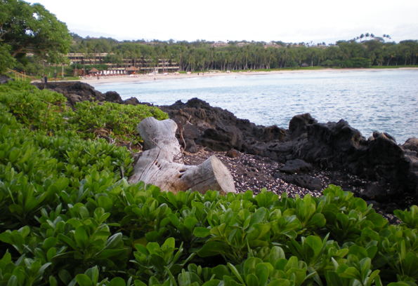 One of the Kohala Coast's landmark resorts returns with a gala weekend. Cecilio & Kapono play tonight.