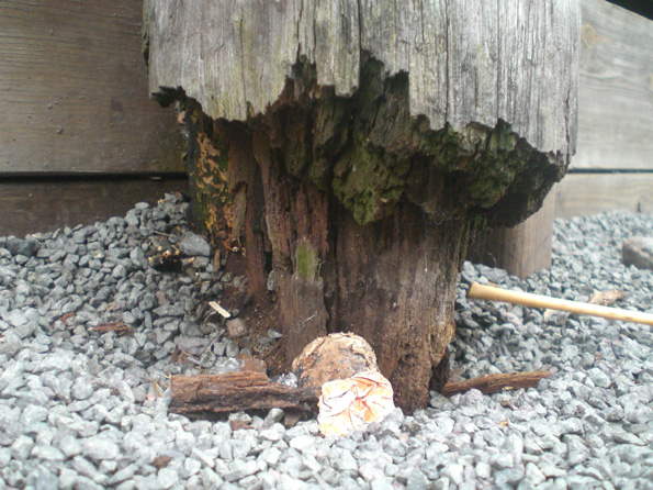 ohiapost1 The base of an ohia post at Kamakana Children's Playground. The park has become unsafe for children and is undergoing a massive renovation. (Photo courtesy of Cliff Kopp)