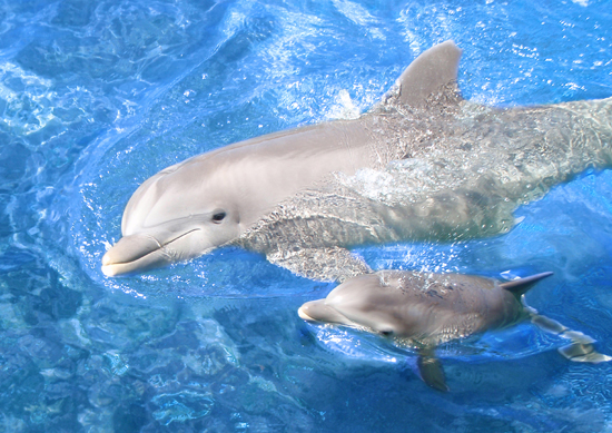 Sea Life Park welcomes baby dolphin