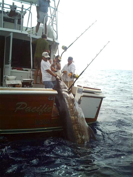 MauiJimFishing The largest marlin of the 2009 Maui Jim Series so far is an 827-pound monster caught by Che Garcia on board “Pacific Blue.” (Photo courtsey of Maui Jim Series)