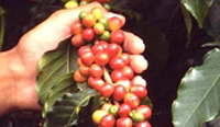 Coffee production up in 2008; revenue takes a dip