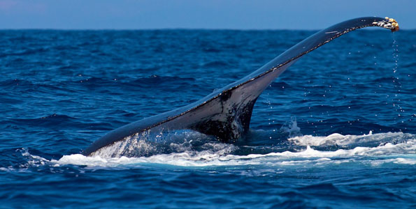 The majority of humpback in the North Pacific migrate to the main Hawaiian islands each year between November through May. A few photos and video of them visiting West Hawaii and East Hawaii.