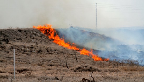 20100306_waikoloa-fire-fireline