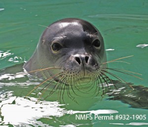 MonkSealHoailona