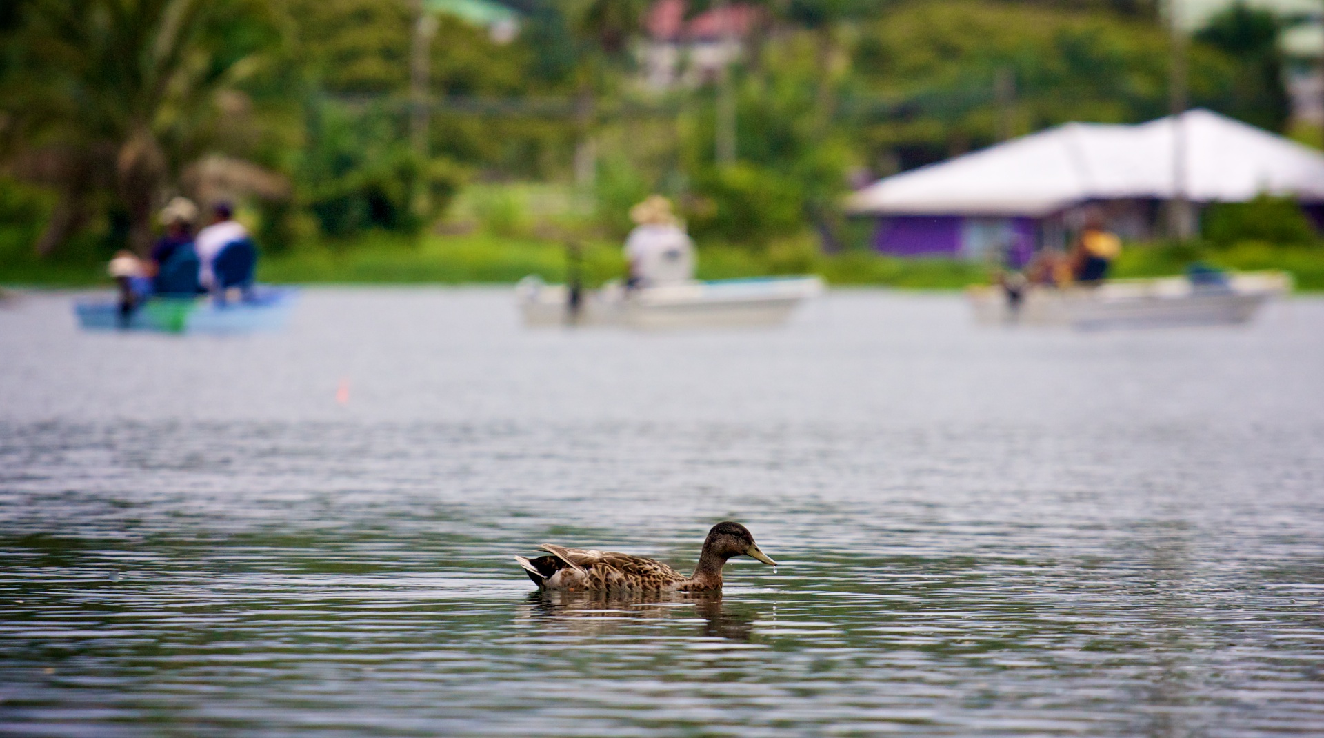 A lucky duck enjoys the Wailoa River as fishermen, not duck hunters, try their luck on a Sunday afternoon (May 30). 