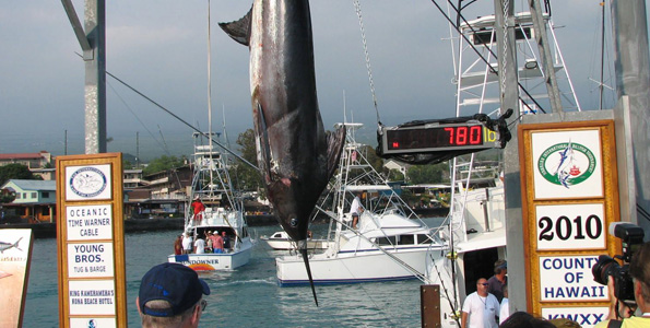 Where do those monster marlins end up after their final photo shoot?
