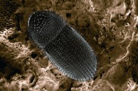 ? coffee berry borer, Hypothenemus hampei