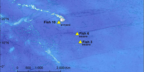 Three tags from Great Marlin Race surface; latest one just 85 miles west of Kona