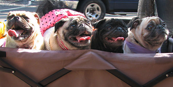 Fuzzy buddies, human companions walk to support animal shelters across the island