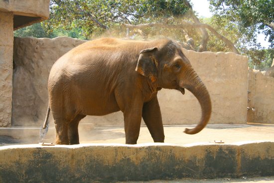 Grant for Honolulu Zoo elephant study