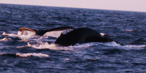 Whales put on Christmas Day show