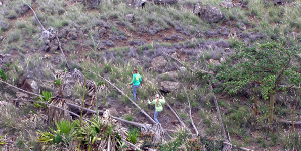 Multitudes of seedlings expected to sprout in captured sediment, along course of flowing waterbarrie 