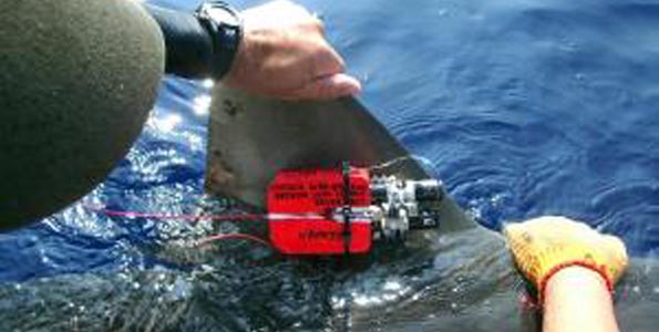 Yo-yo diving behavior is not primarily energy conservation strategy, but search strategy