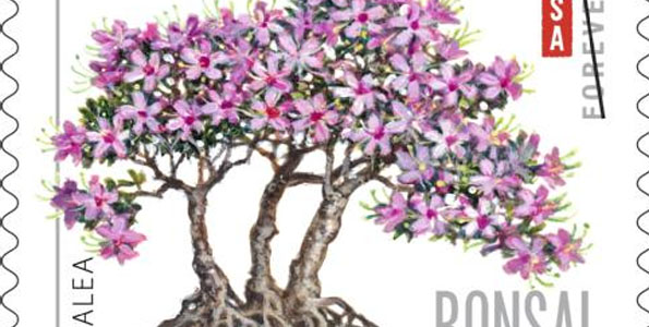 Bonsai series depicts sierra juniper, trident maple, black pine, azalea and banyan