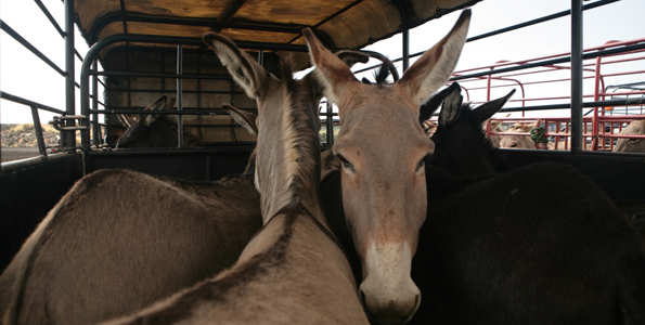 Dozens of nightingales take flight for new life at Peaceful Valley Donkey Rescue sanctuary in California