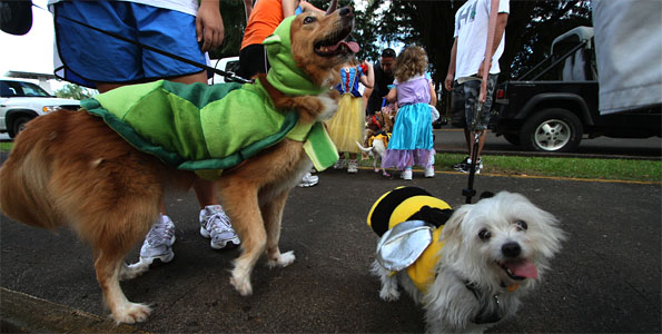 The Hawaii Island Humane Society Halloween Pet Walk paraded around Queen Liliuokalani Gardens in Hilo Saturday (Oct 29) and Kona on Sunday.