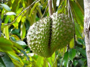 DurianFruit