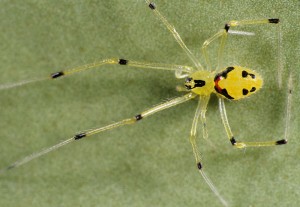 Happy Face Spider The happy face spider, known in Hawaiian as nananana makaki‘i (Theridion grallator), lives on the undersides of leaves in rain forests, mostly on Hawai‘i Island. Photo by Jack Jeffrey