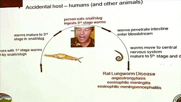 rat lungworm lifecycle
