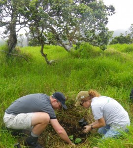 Kaneaa Planting Kohala Watershed Partnership community volunteers Brooks Rownd and Laura Frailey plant ohe mauka, an endemic tree, in the Kanea'a Biodiversity Preserve on the slopes of Kohala Mountain.