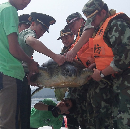 SeaTurtle911Yeh