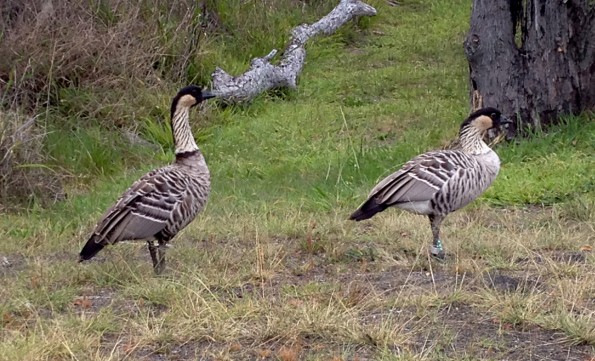 Nene pair Mauna Loa Road_mr Although nene can fly, they are often seen on the ground near roadways in Hawai'i Volcanoes National Park. Photo courtesy of NPS/Jessica Ferracane