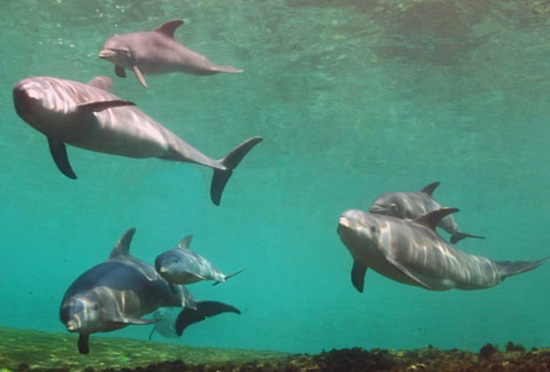 Pele and Malu are at the top. Keo and Lehua are on the lower left. Kona and Nahele are on the right. (Photo courtesy of Dolphin Quest)