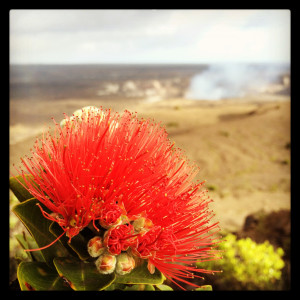 ‘Ōhi‘a Lehua blossoms at Kilauea Caldera with Halemaumau Overlook Vent in the distance. Photography by Baron Sekiya | Hawaii 24/7