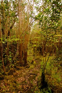 The Kahaualea Natural Area Reserve trail at the end of Captain's Drive in Glenwood, Hawaii. Officially the trail is closed but hikers and hunters often enter the area. Hawaii 24/7 File Photo.