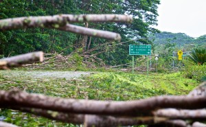 Highway 130 in Puna was closed due to trees and debris blocking the roadway from Tropical Storm Iselle Friday, August 8, 2014. Photography by Baron Sekiya | Hawaii 24/7