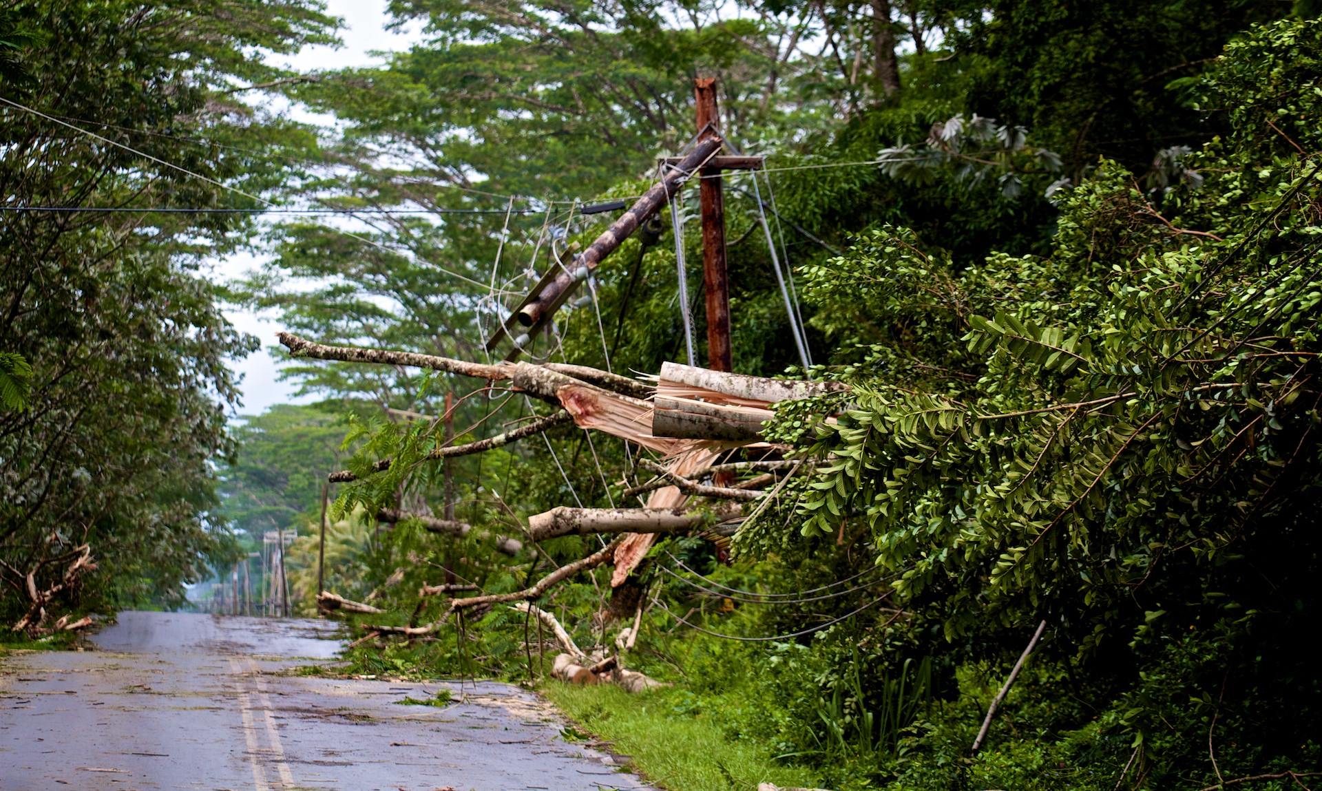 Trees toppled by Tropical Storm Iselle crashed onto utility lines and snapped poles in Hawaiian Paradise Park early Friday morning, August 8, 2014. Here trees alongside Makuu Drive crashed down. Photo by Baron Sekiya | Hawaii 24/7