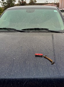 A faint dusting of volcanic ash, produced by a small rockfall-triggered explosion in the Kīlauea summit lava lake on April 25, 2015, fell on this car parked near Jaggar Museum. Light rainfall afterward caused the ash to clump. USGS photo.