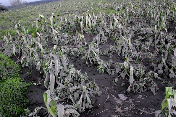 Ashfall damages corn crop in Ecuador following an eruption of Tungurahua Volcano. Photograph courtesy Patricio Ramon, Escuela Politécnica Nacional, Quito, Ecuador.