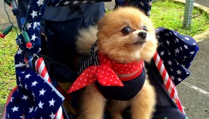 'A Salute to Our Veterans' on July 4, 2014 in Hilo. This pooch is probably trying for the 'Most Patriotic' award. Hawaii 24/7 File Photo