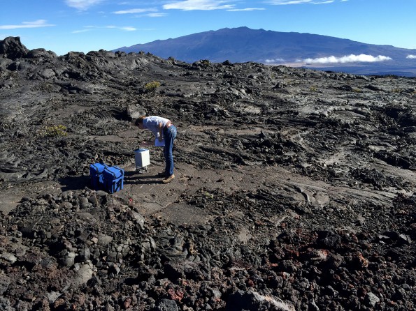 USGS Hawaiian Volcano Observatory geophysicist Ingrid Johanson measures gravity with a gravimeter on the slope of Mauna Loa with Mauna Kea visible in the background. USGS photo.
