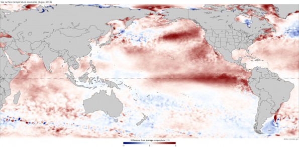 Sea surface temperatures during August, 2015, shown as departure from the 1081-2010 average. Climate.gov figure.