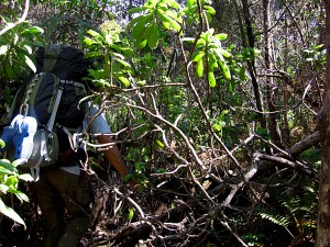 An HVO field geologist must make his way through dense Ninole hills forest to map the full extent of an old Mauna Loa lava flow. USGS photo