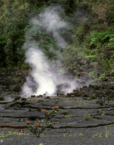 A young ‘ōhi‘a tree with its red lehua blossoms grows near a steam vent on the solidified crust of the 1959 Kīlauea Iki lava lake in Hawai‘i Volcanoes National Park. ‘Ōhi‘a trees thrive on volcanic landscapes ranging from sea level to 2440 m (8,000 ft) elevation and are among the first plants to grow on new lava flows. Photo courtesy of Nate Yuen (hawaiianforest.com).