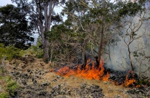 Fire burns native forest in Hawaii Volcanoes National Park as firefighters engage in suppression efforts. NPS Photo/Mark Wasser