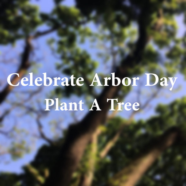 Celebrate Arbor Day, Plant A Tree